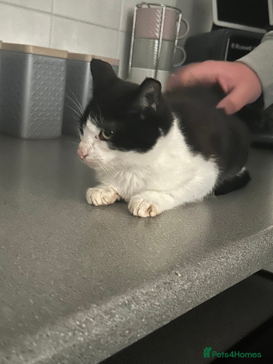 Mixed Breed cats for sale: 2 beautiful boys left  - Image 6