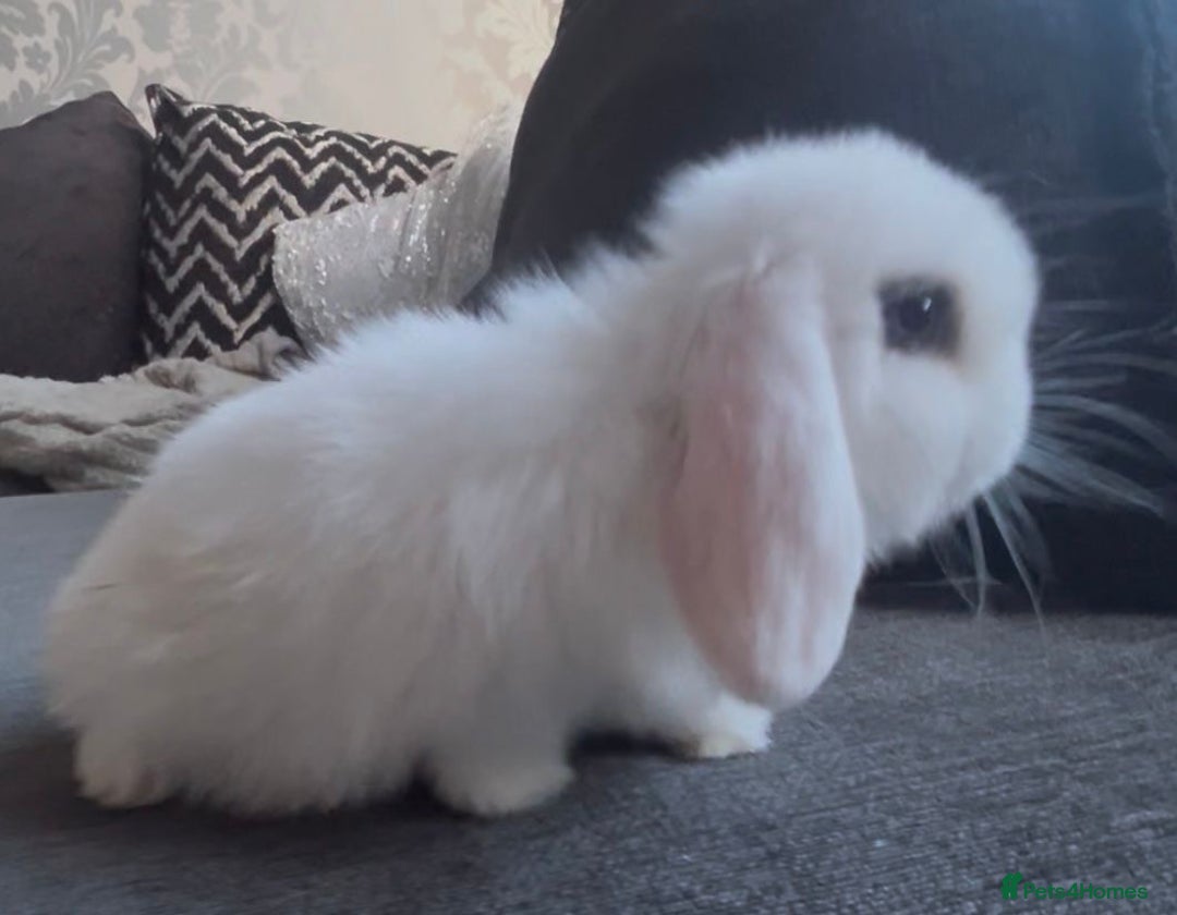 Mini Lop rabbits for sale: READY NOW Beautiful mini lop babies  - Advert 10