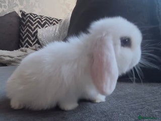 Mini Lop rabbits Beautiful mini lop baby rabbits - Advert 10