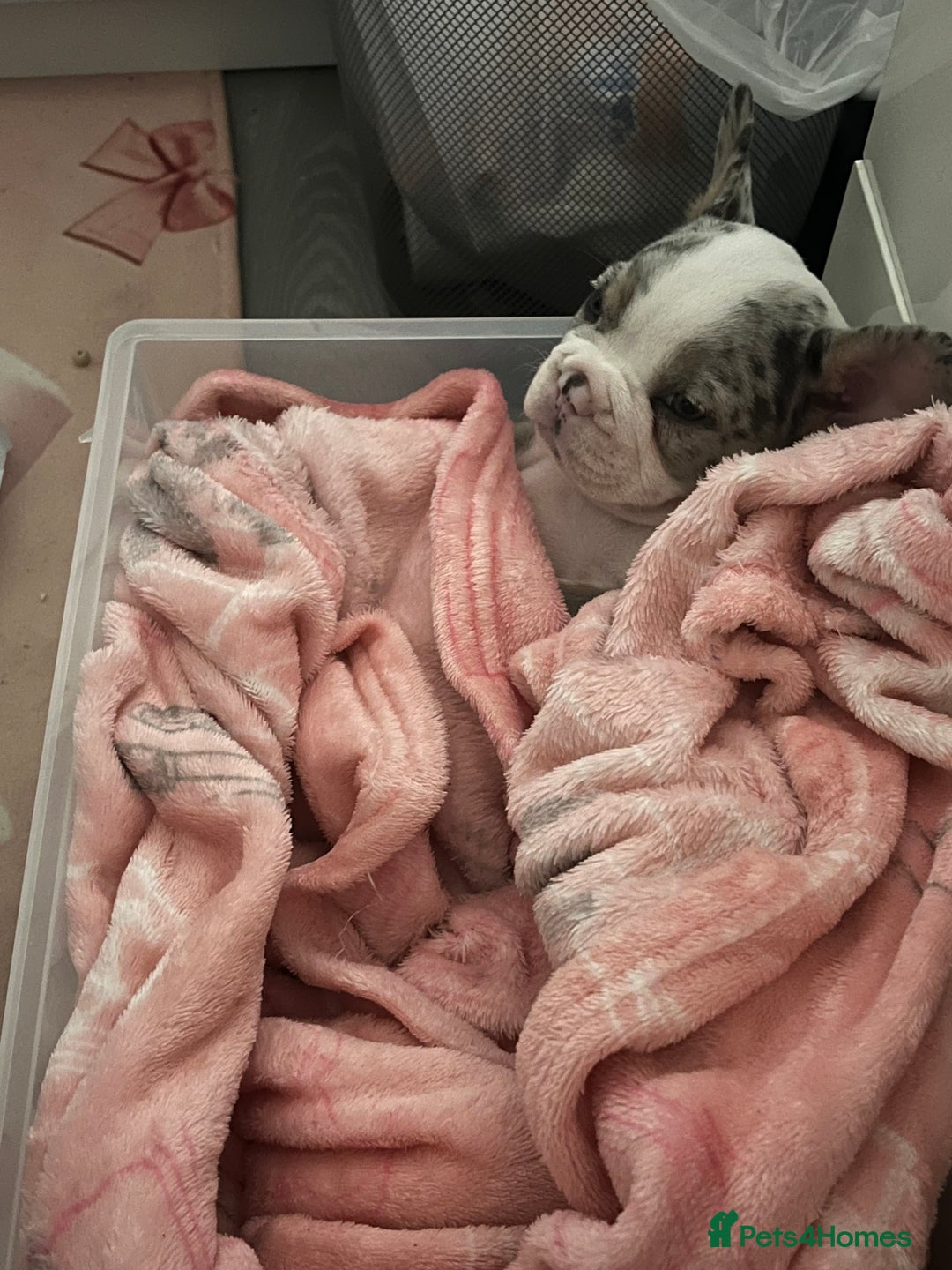 French Bulldog dogs for sale: Stunning Female Merle French Bulldog.  - Image 5