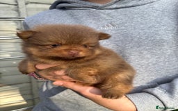 Pomeranian dogs for sale: Exotic color, mini Pomeranians  - Image 30