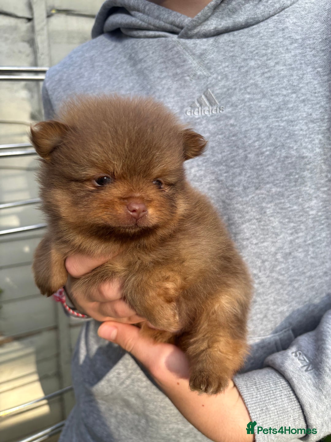 Pomeranian dogs for sale: Exotic color, mini Pomeranians  - Image 30