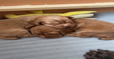 Cocker Spaniel dogs - Advert 12
