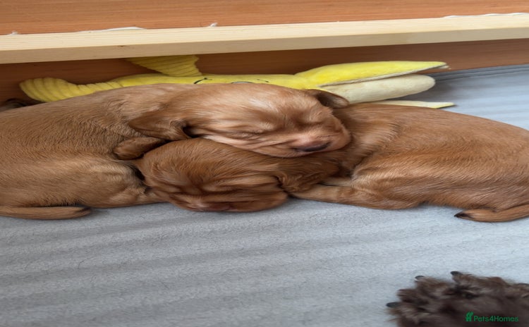 Cocker Spaniel dogs - Advert 3