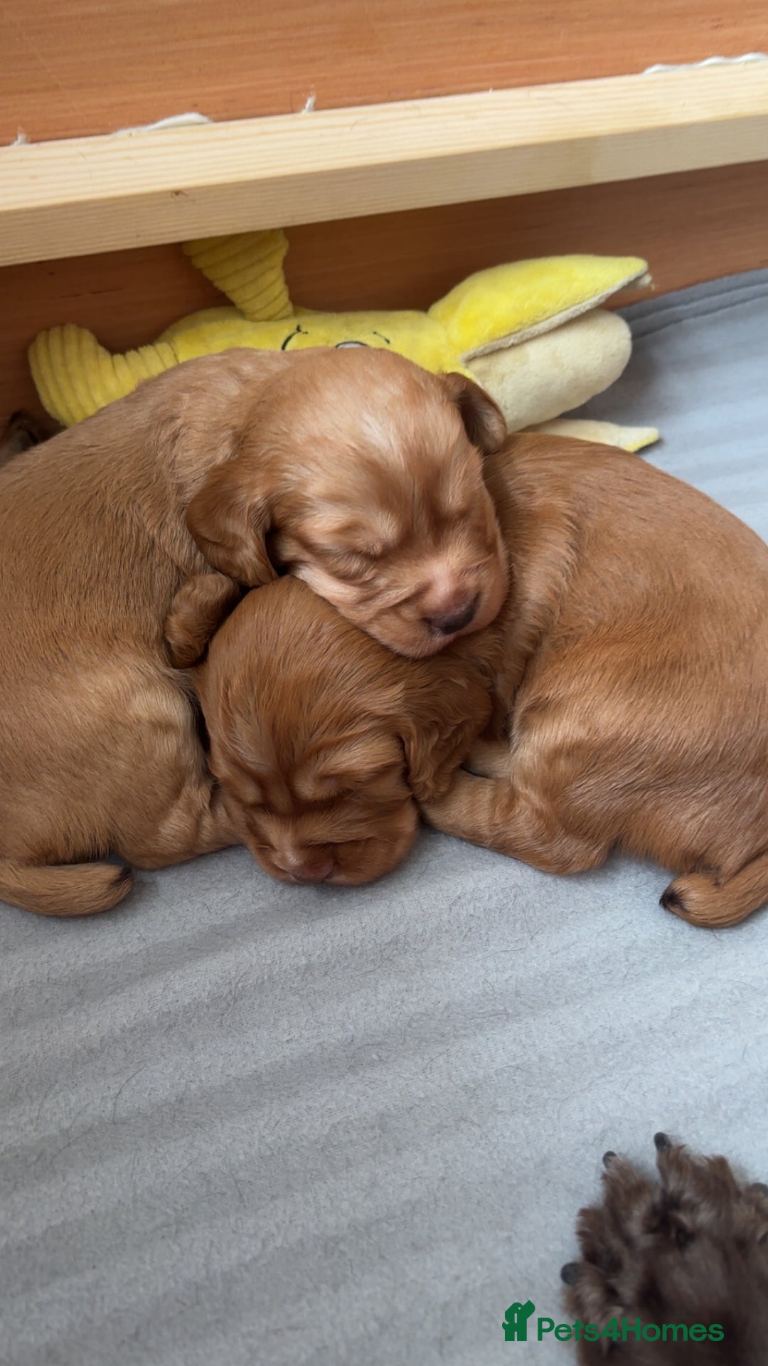 Cocker Spaniel dogs for sale: KC Registered Working Cocker Spaniel Puppies - Image 3