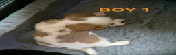 Cavalier King Charles Spaniel dogs for sale: Cavalier King Charles Spaniel  - Advert 9