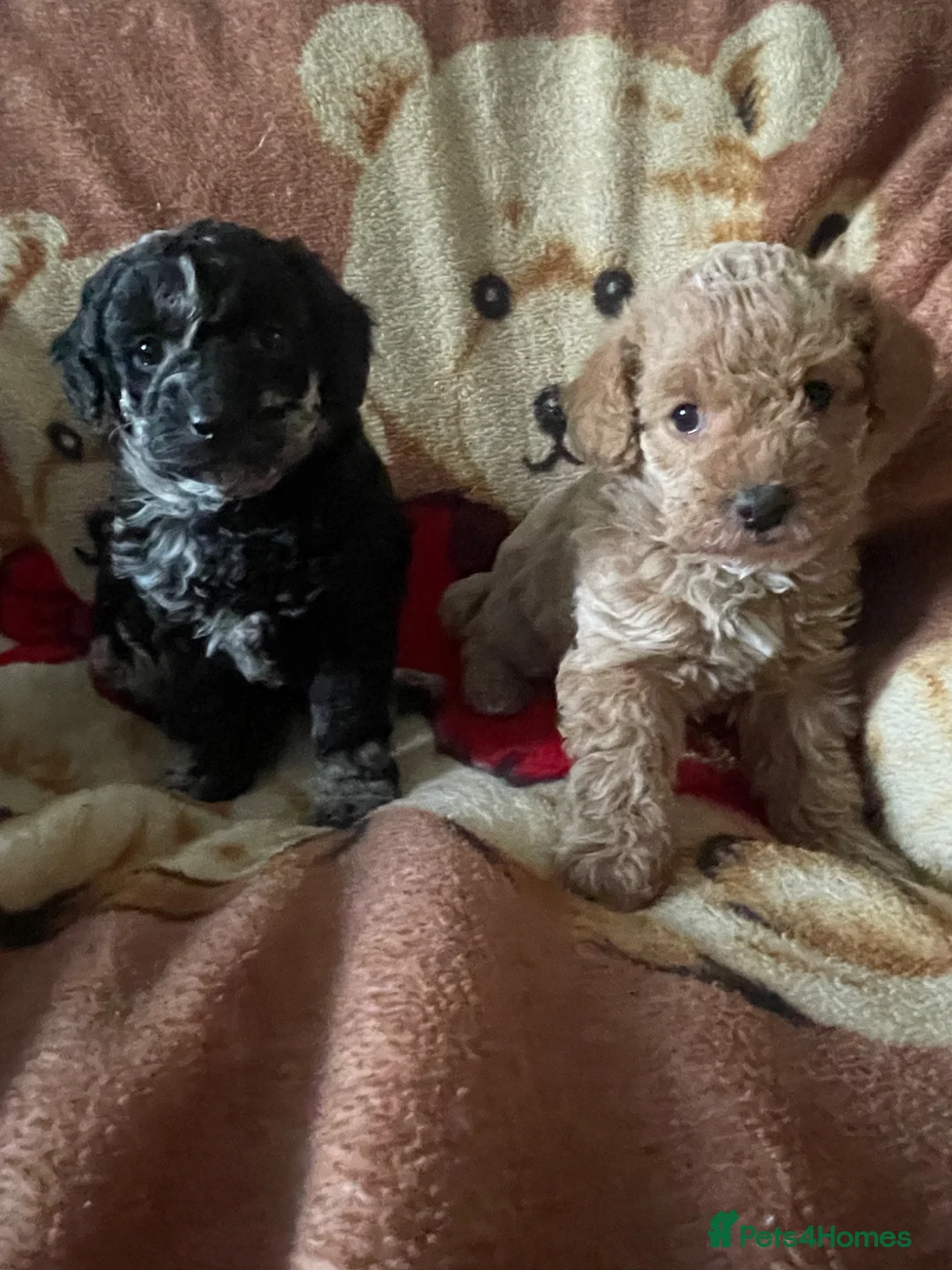 Jackapoo dogs for sale: Stunning jackapoo puppies  - Advert 1