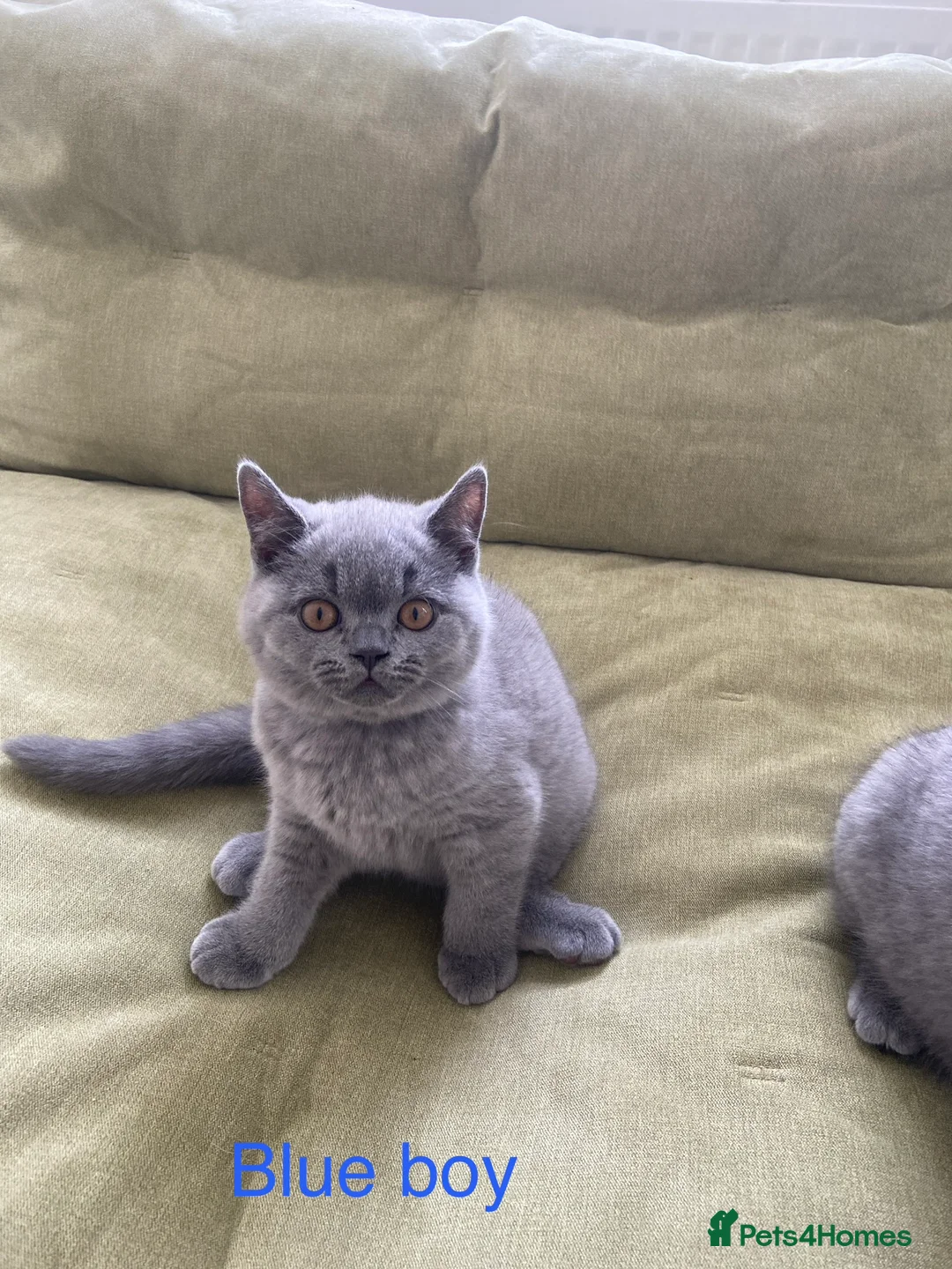 British Shorthair cats for sale: GCCF registered British shorthair kittens  - Advert 3