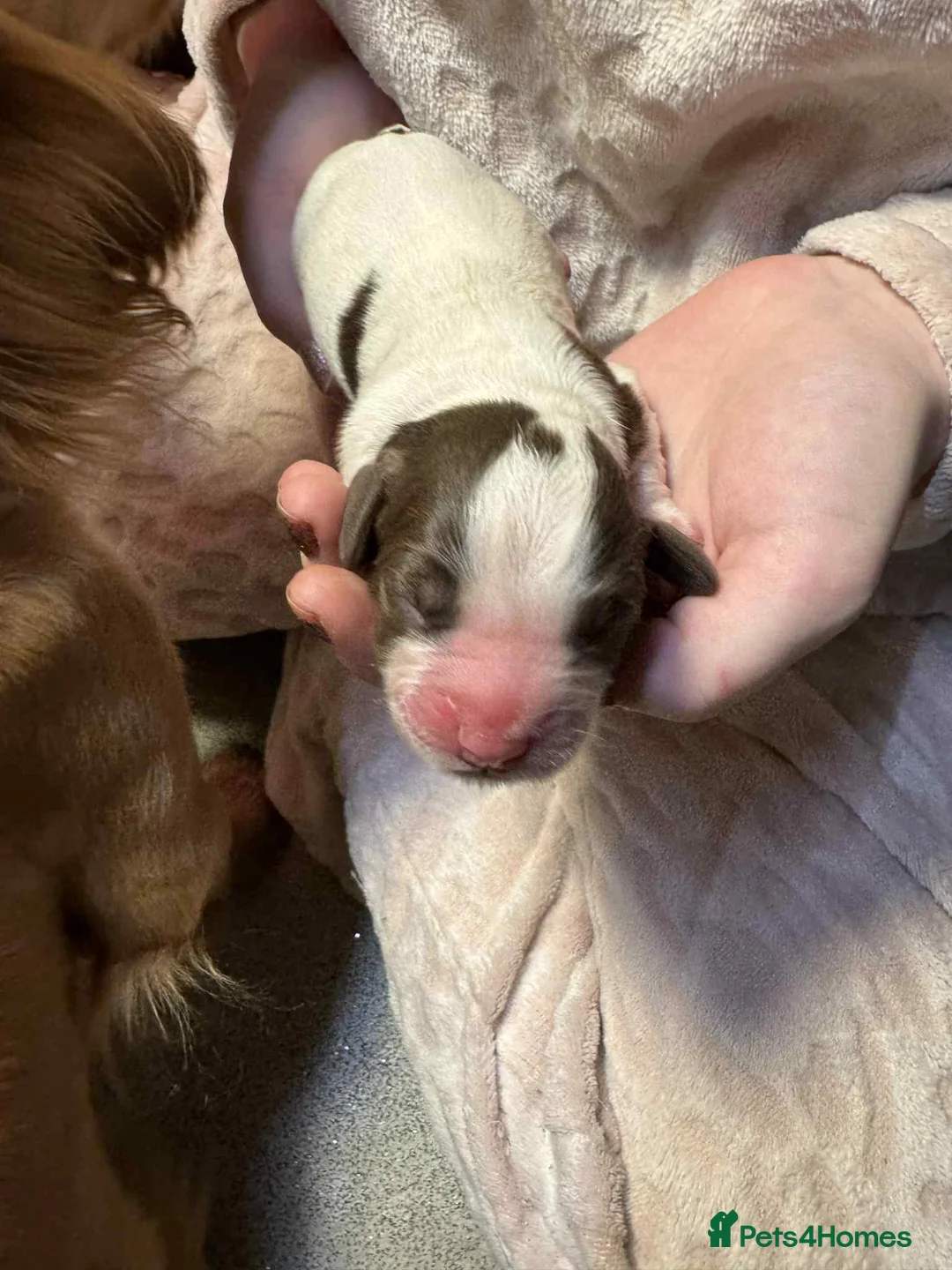 Cocker Spaniel dogs for sale: 1 BLACK MALE LEFT. Working cocker spaniel KC reg  - Advert 15