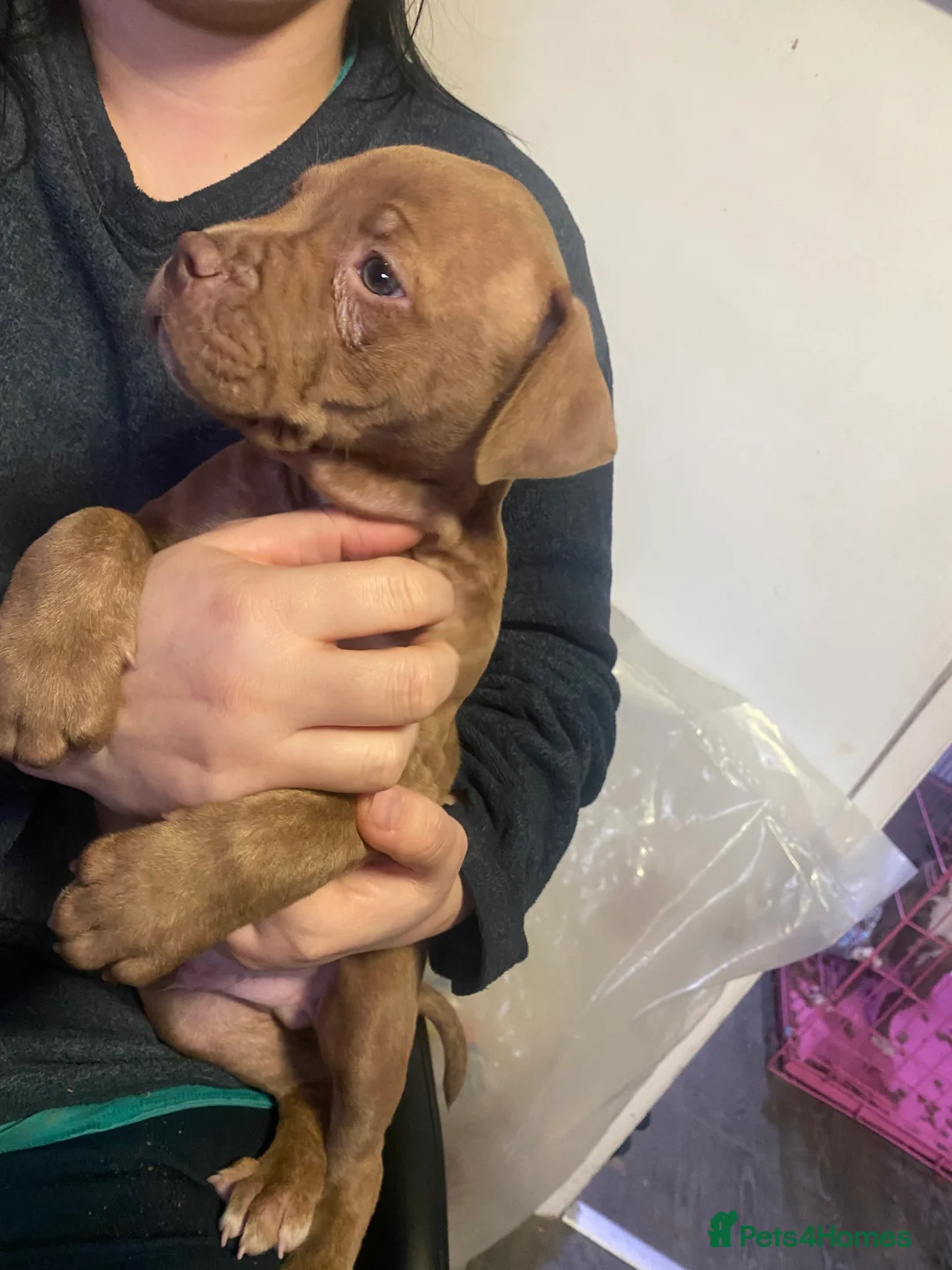 Mixed Breed dogs for sale: staffy X pups  - Advert 8