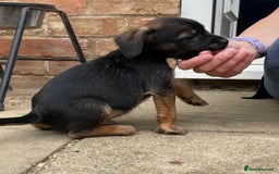 Mixed Breed dogs for sale: Miniature Jack Russell x Border terrier - Image 4
