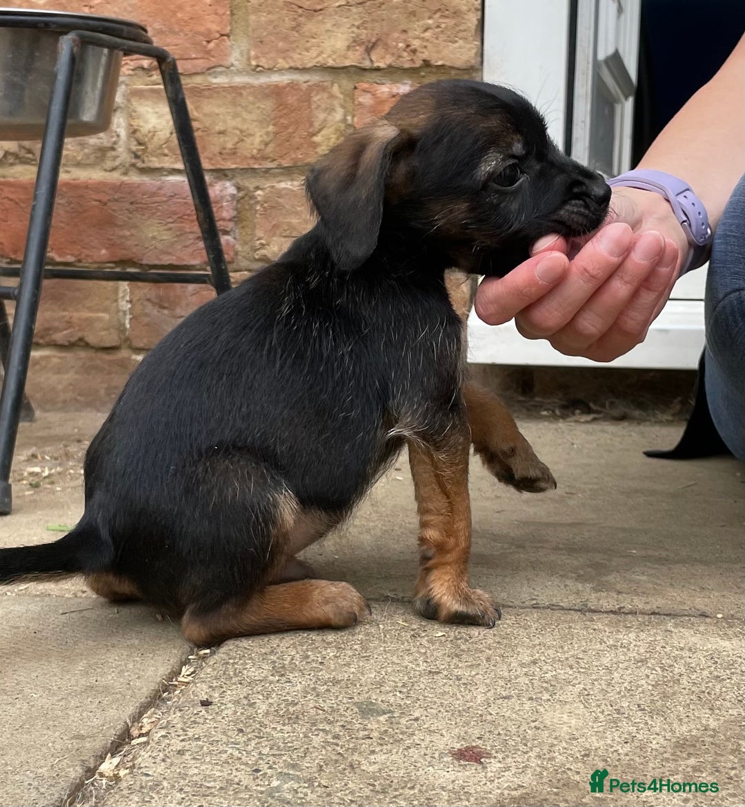 Mixed Breed dogs for sale: Miniature Jack Russell x Border terrier - Image 4
