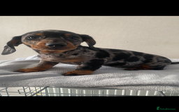 Miniature Dachshund dogs for sale: Dachshund puppy  - Image 1
