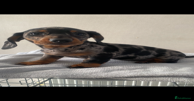 Miniature Dachshund dogs - Advert 12