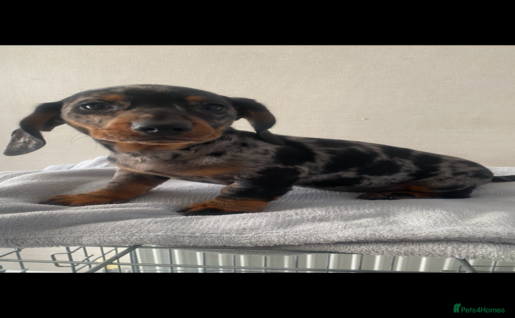 Miniature Dachshund dogs - Advert 2