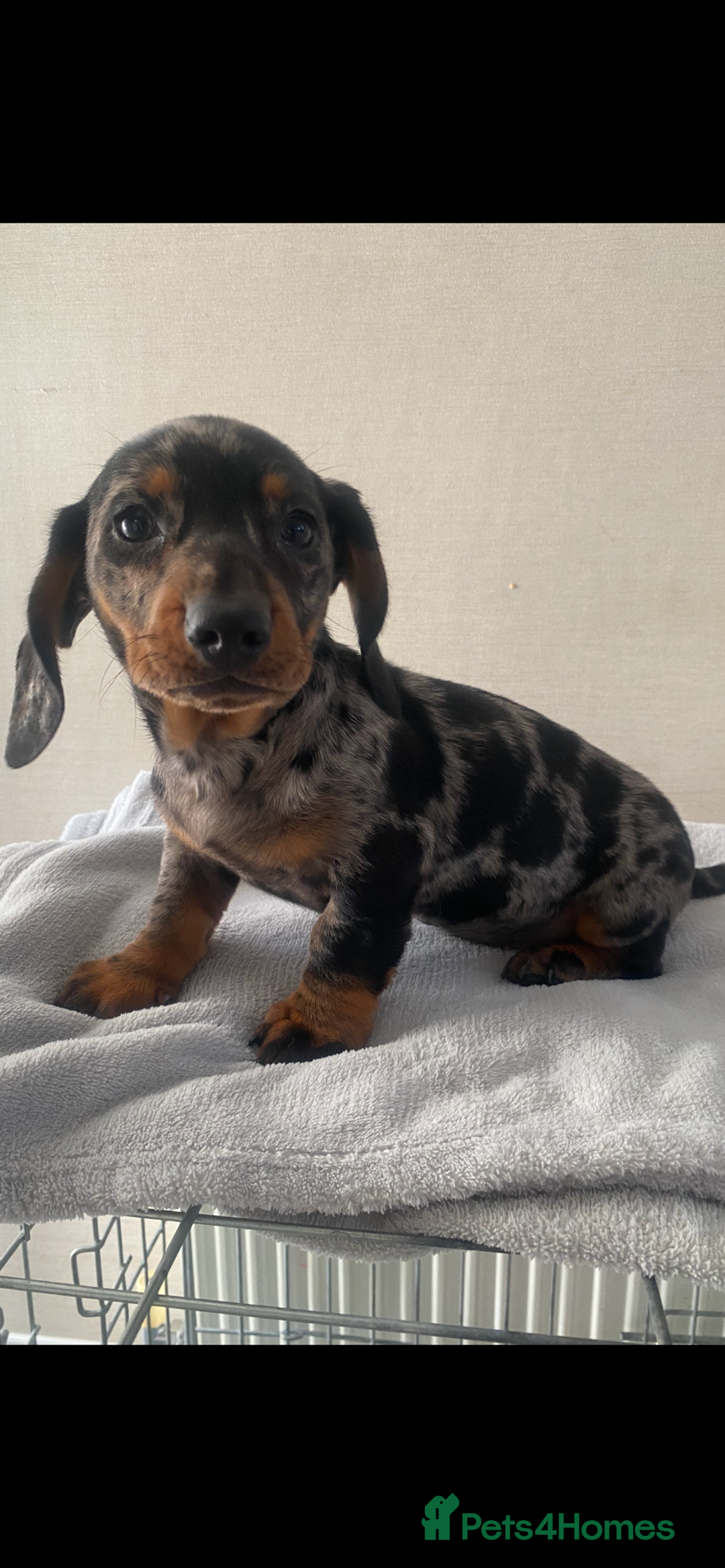 Miniature Dachshund dogs for sale: Dachshund puppy  - Image 1
