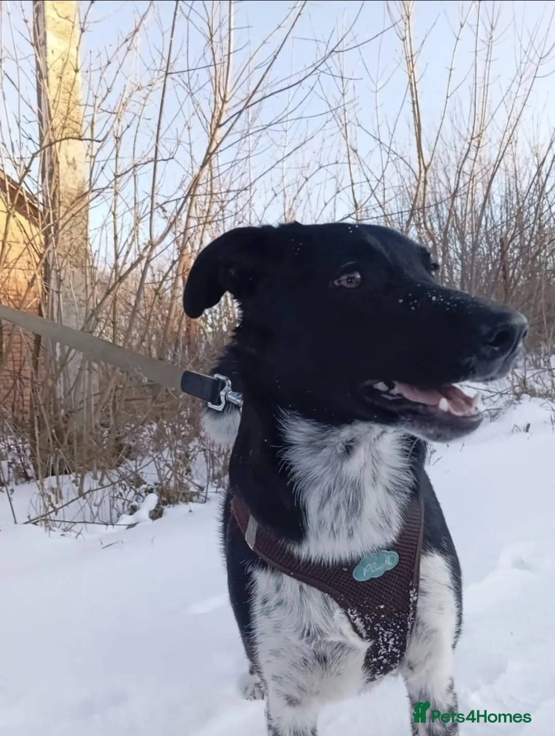 Mixed Breed dogs for adoption: ❤️GEMMIE❤️1yo girl, who chose life, people and fun - Advert 20