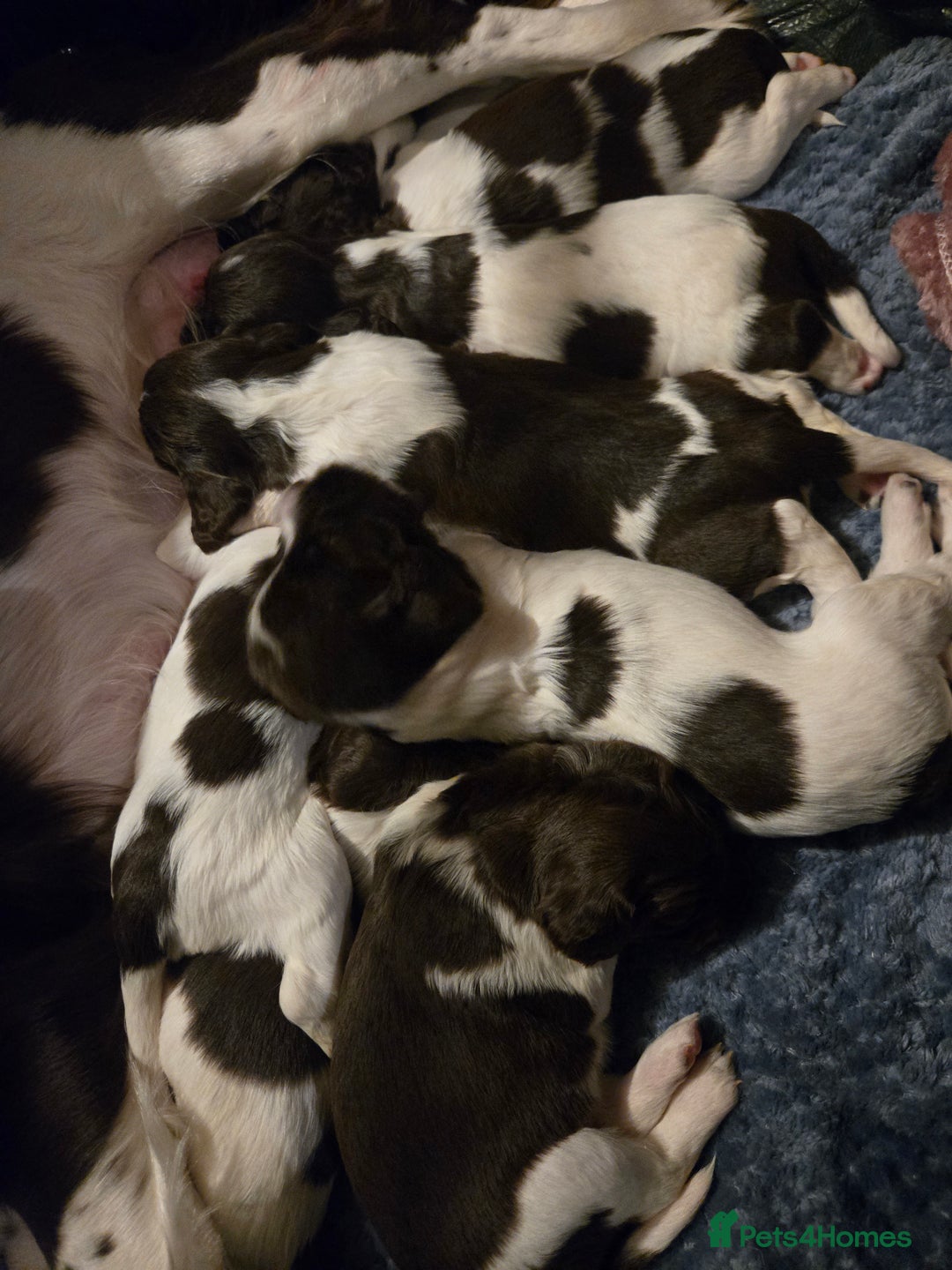 English Springer Spaniel dogs for sale: KC Registered English Springer Spaniel Puppies - Advert 5