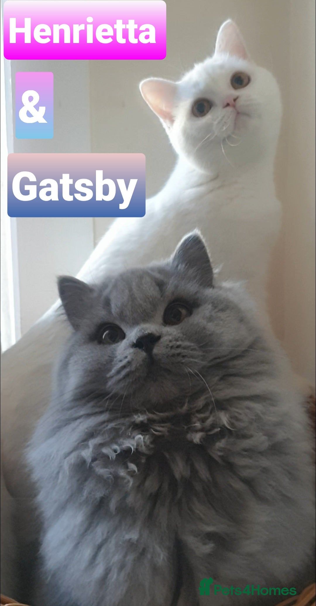 British Shorthair cats for sale: Impressive Pedigree BSH Kittens  - Advert 8