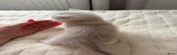 Scottish Fold cats for sale: Lovely Scottish/straight kittens - Advert 19
