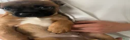 Mixed Breed dogs for sale: French bulldog x mixed breed - Advert 2