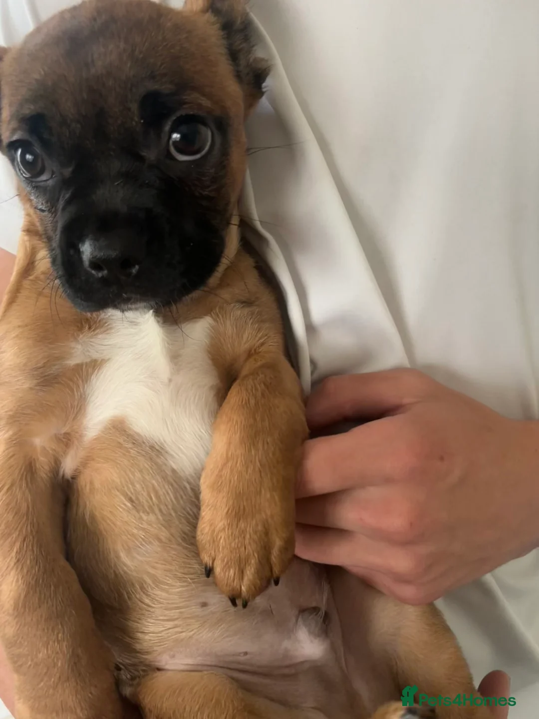 Mixed Breed dogs for sale: French bulldog x mixed breed - Advert 2