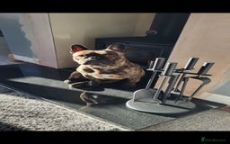 French Bulldog dogs for sale: Rehoming Hugo/ Frenchie - Image 7