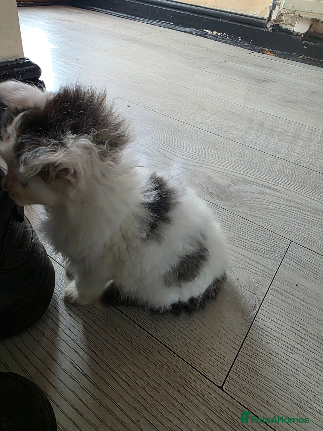 Mixed Breed cats for sale: Beautiful Calico Kittens - Image 4