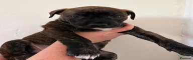 Mixed Breed 1
