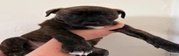 Mixed Breed dogs for sale: Saluki Bull Grey Puppies - Advert 5