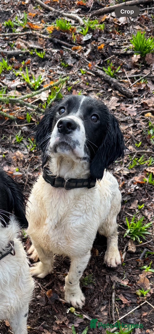 English Springer Spaniel dogs ENGLISH SPRINGER SPANIEL  - Advert 5