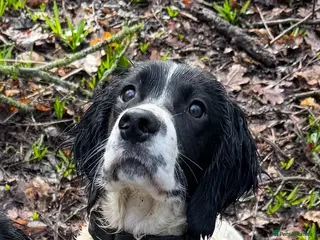 English Springer Spaniel dogs ENGLISH SPRINGER SPANIEL - Advert 5