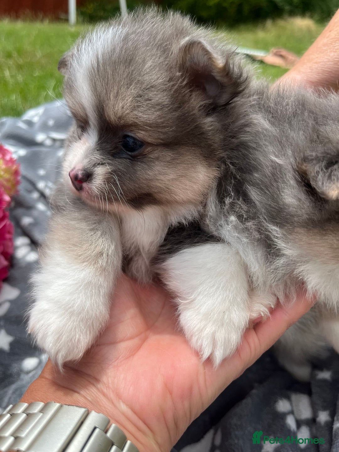 Pomeranian dogs for sale: Russian bloodline, Pomeranian puppies  - Image 14