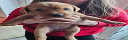 Labrador Retriever dogs for sale:  labrador puppies for sale in Newton Stewart - Advert 10