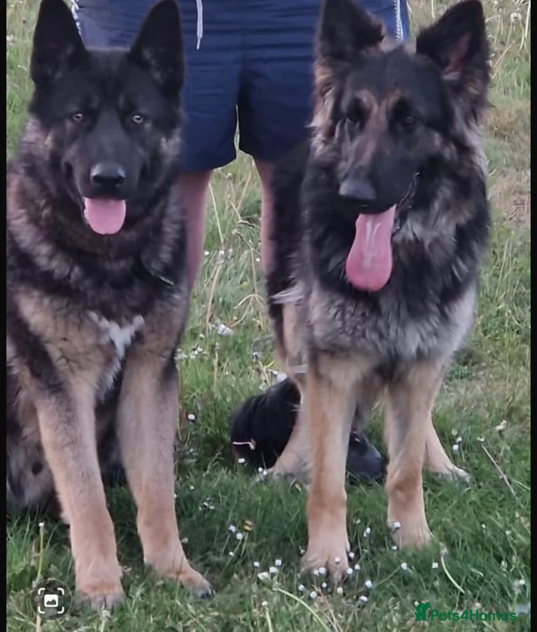 German Shepherd dogs for sale: BEAUTIFUL GERMAN SHEPHERD PUPPIES AVAILABLE  - Advert 16