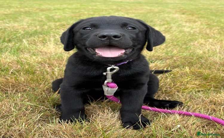 Labrador Retriever dogs - Advert 9