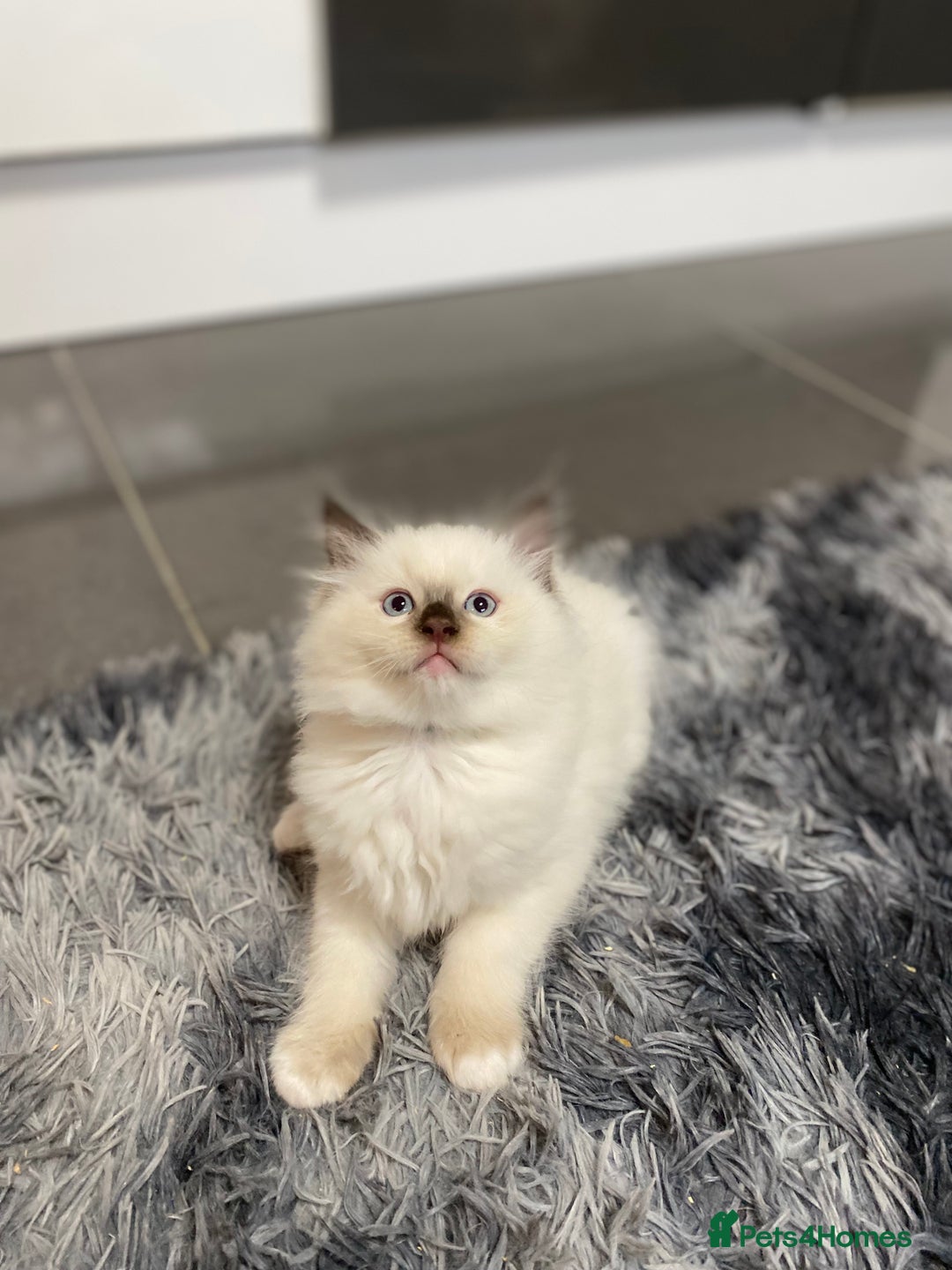 Ragdoll cats for sale: Fully Traceable Traditional Ragdoll Kittens - Advert 12