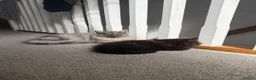 Persian cats for sale: Beautiful FEMALE Persian Chinchilla – Ready Now - Advert 6