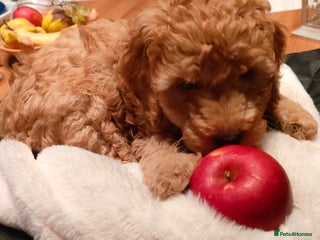 Miniature Poodle dogs ✨ Miniature Poodle Puppies for Reservation! ✨ - Advert 2