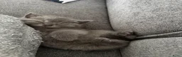 British Shorthair cats for sale: British shorthair kittens for sale  - Advert 5
