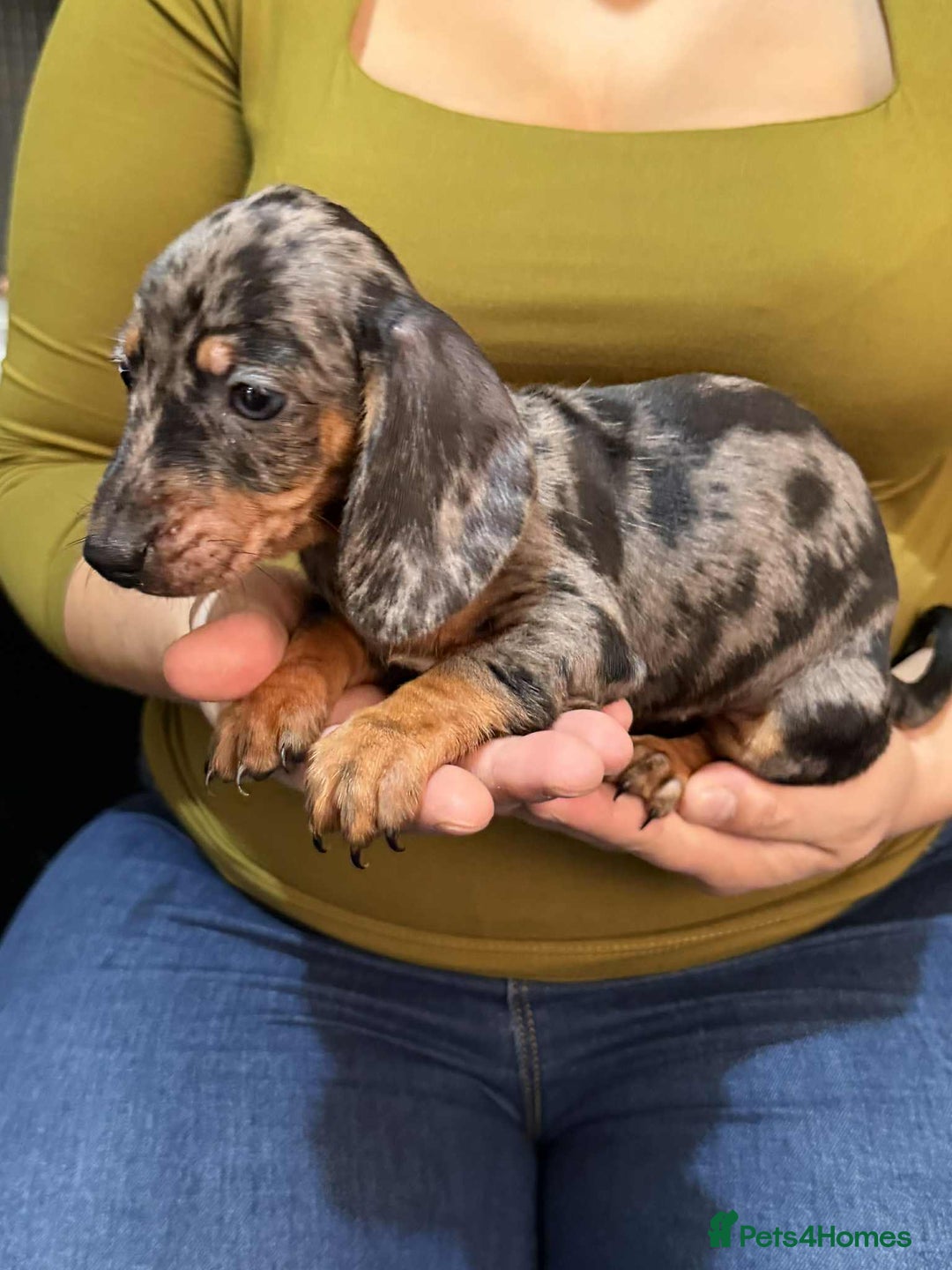 Dachshund dogs for sale: Miniature Dachshund Puppies - Advert 14