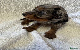 Cockapoo dogs for sale: F1 cockerpoo puppies  - Image 7