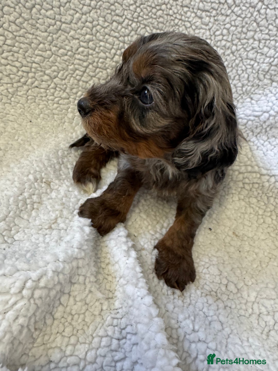 Cockapoo dogs for sale: F1 cockerpoo puppies  - Image 7