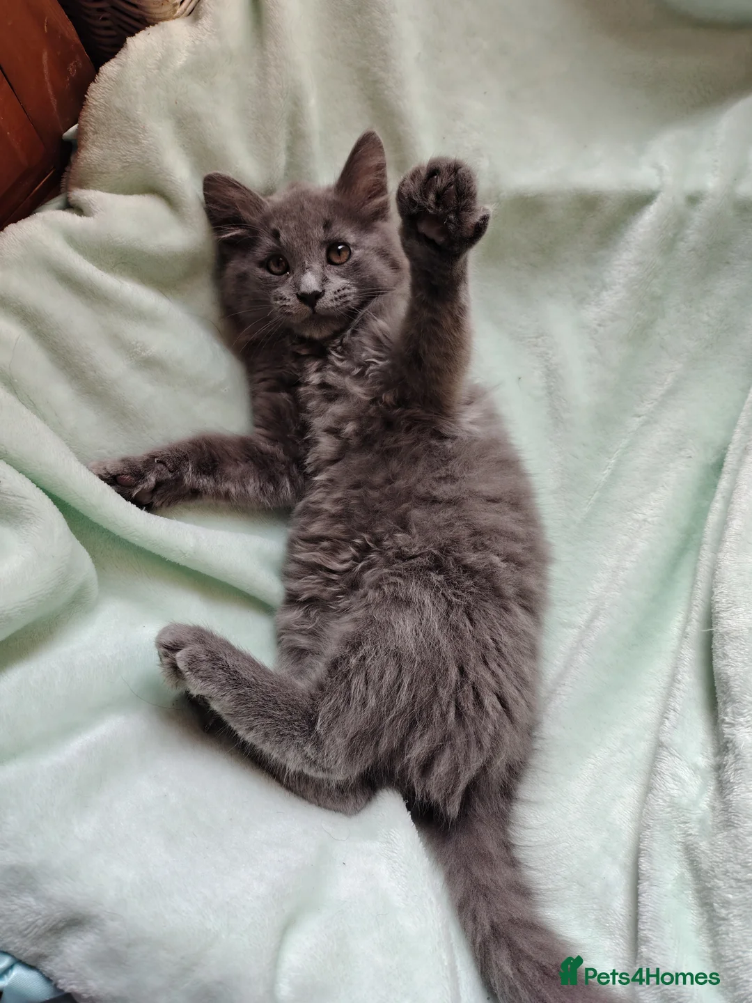 Mixed Breed cats for sale: Long haired grey kittens +black, black mum+greydad in Maidenhead - Advert 2