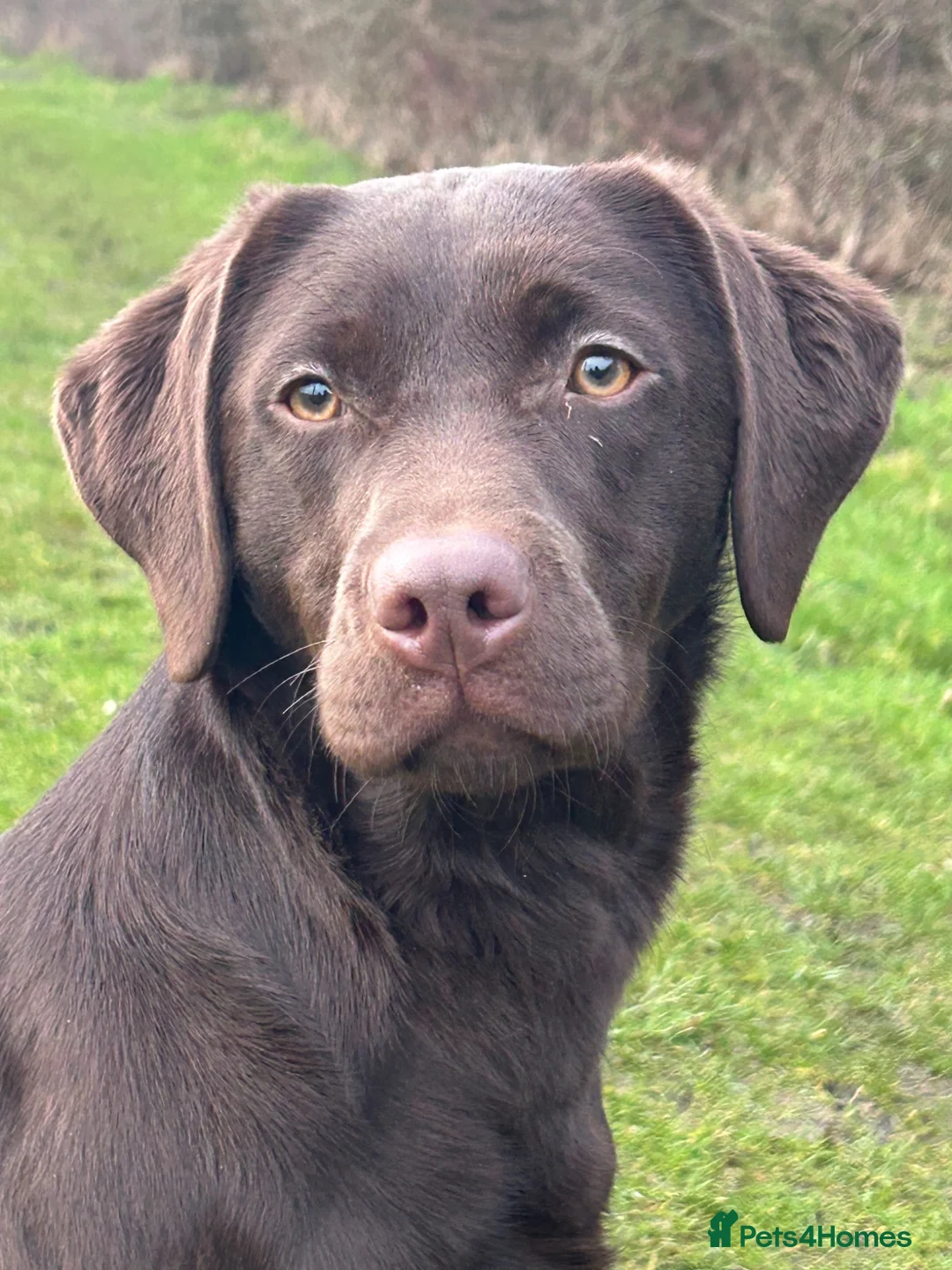 Labrador Retriever dogs for sale: Fully health tested chocolate bitch - Advert 1