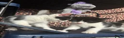 Mixed Breed cats for sale: Kittens - Advert 9