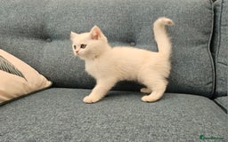 Scottish Fold cats for sale: Excellent Scottish straight kittens  - Image 17