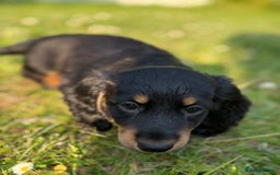 Dachshund dogs for sale: Black and Tan Dog - KC Registered Long-Haired Dachshund Puppies - Image 9