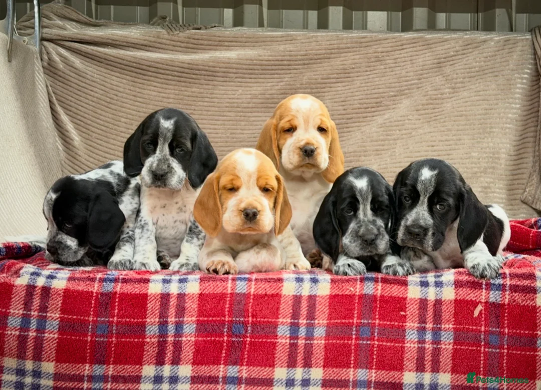 Bocker dogs for sale: STUNNING COCKER X BEAGLE PUPPIES  - Advert 6
