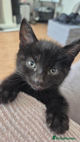 Domestic Shorthair cats - Advert 4